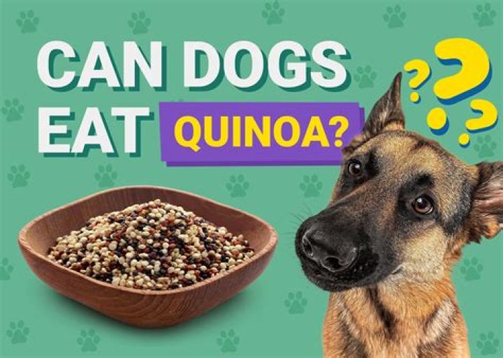 Could dogs eat quinoa?