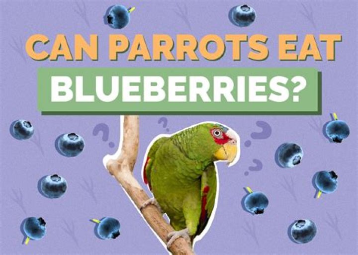 Could parrots eat blueberries?