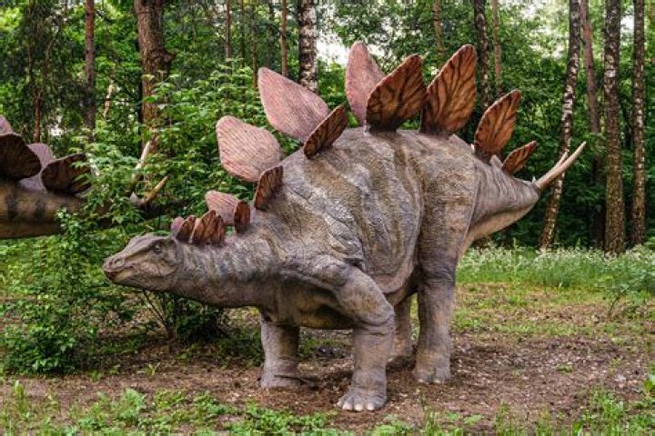 Did stegosaurus have teeth?
