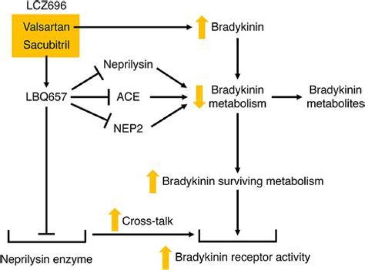 Do arbs increase bradykinin?