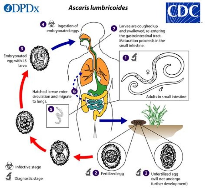 Do ascaris have developed digestive system?