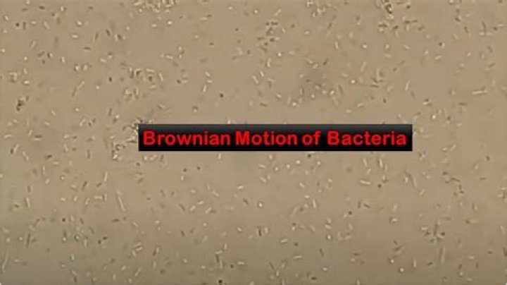 Do bacteria exhibit brownian movement?