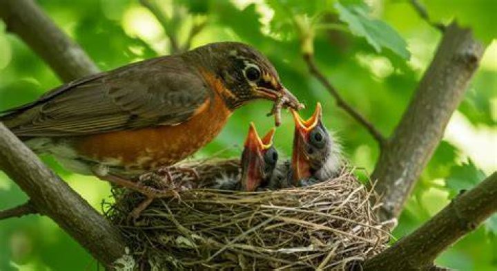 Do birds need to be fed in the summer?