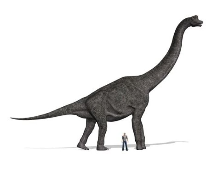 Do brachiosaurus have spikes?