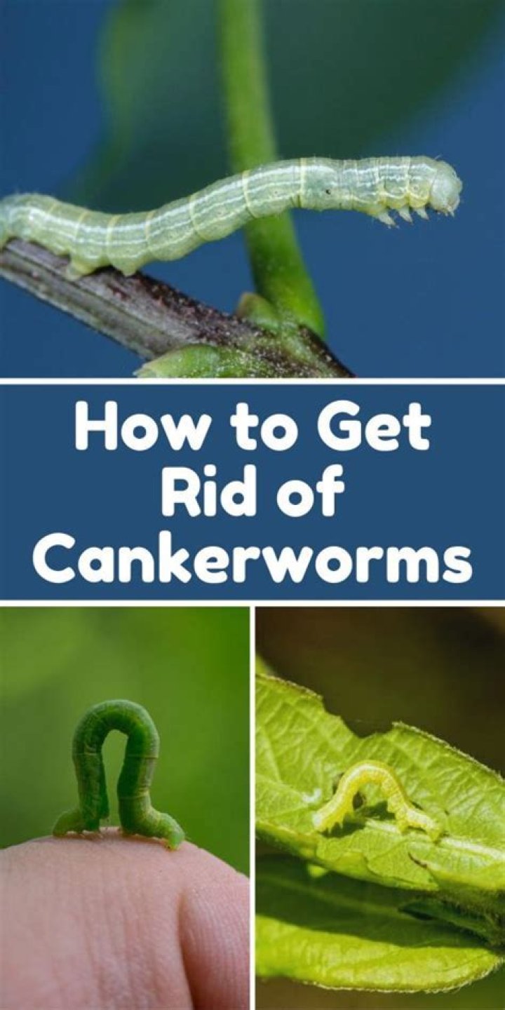 Do cankerworms turn into moths?