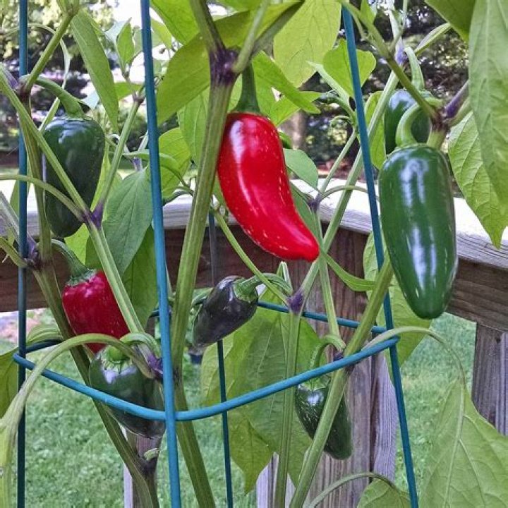 Do cayenne peppers need support?