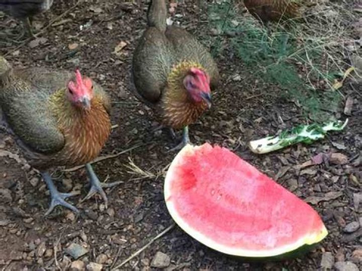 Do chickens eat watermelon rind?