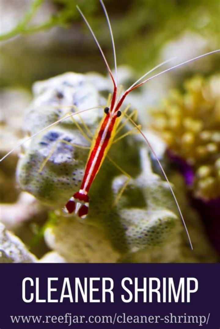 Do cleaner shrimp eat coral?