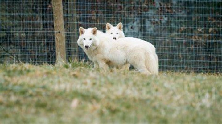 Do cloned animals have shorter life spans?