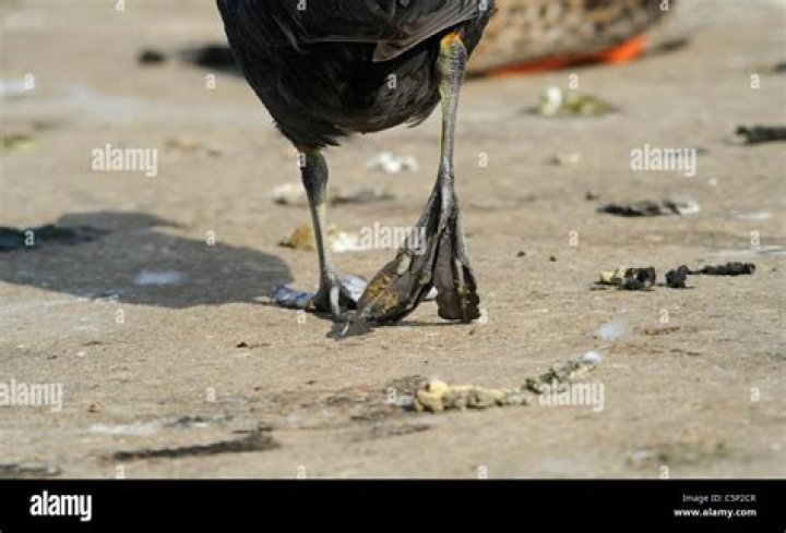 Do coots have webbed feet?