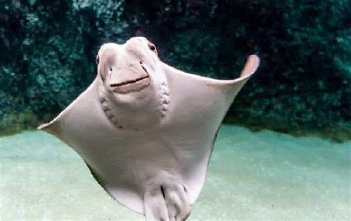 Do cownose rays sting?