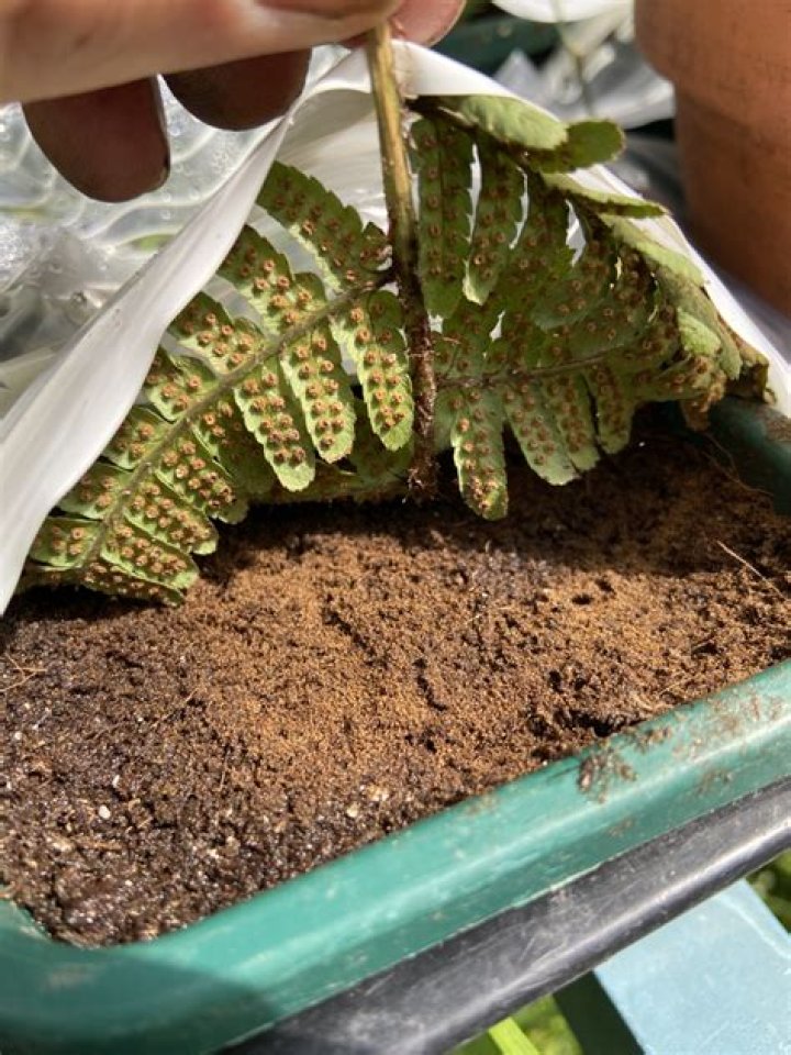 Do ferns have seeds?