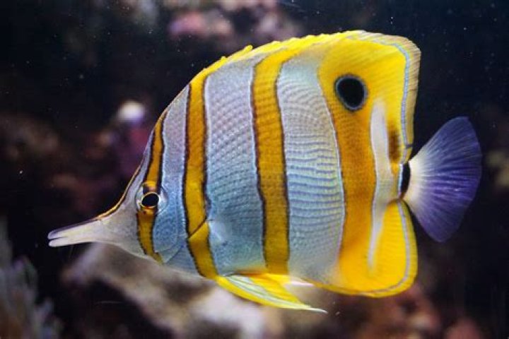 Do fish have denticles?
