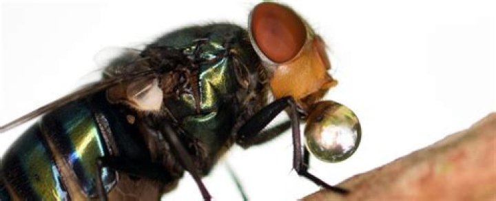 Do flies throw up when they land?