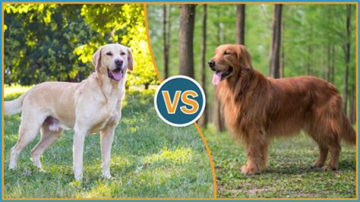 Do goldens shed a lot?