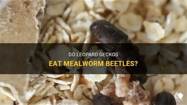 Do leopard geckos eat mealworm beetles?