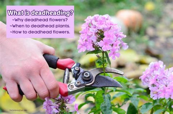 Do lupins need deadheading?