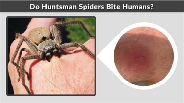 Do mealybugs bite humans?