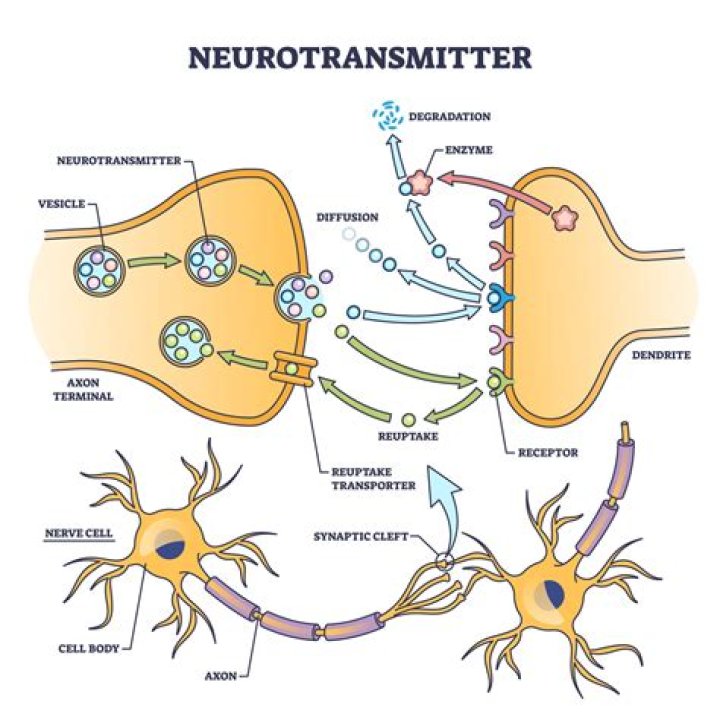 Do neurosecretory cells release neurotransmitters?