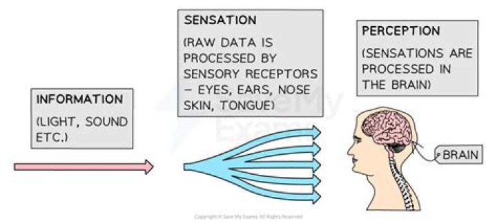 Do perception and sensation interact?