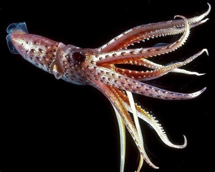 Do squids have suction cups?