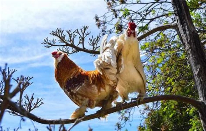 Do sussex chickens fly?