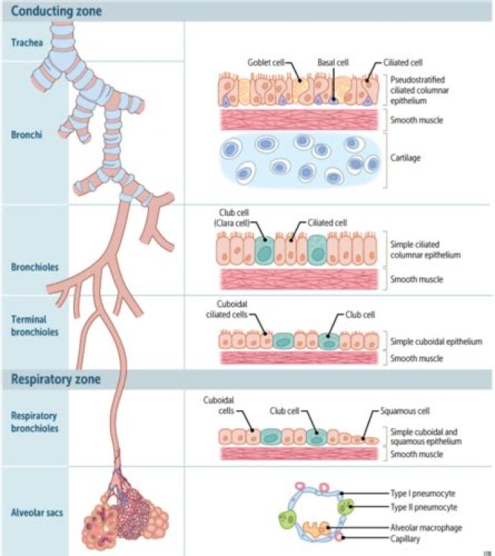 Do terminal bronchioles have cartilage?