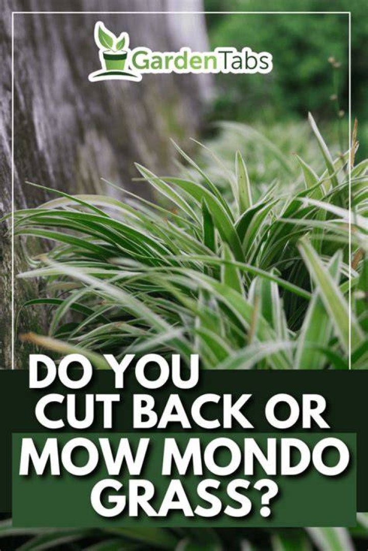 Do you cut back kniphofia?