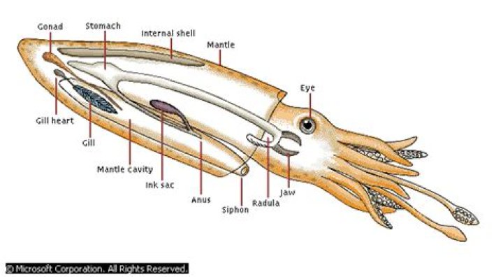Does a squid have a backbone?