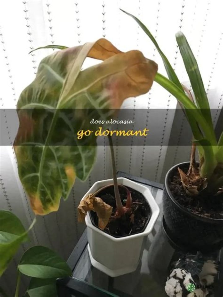 Does alocasia go dormant?