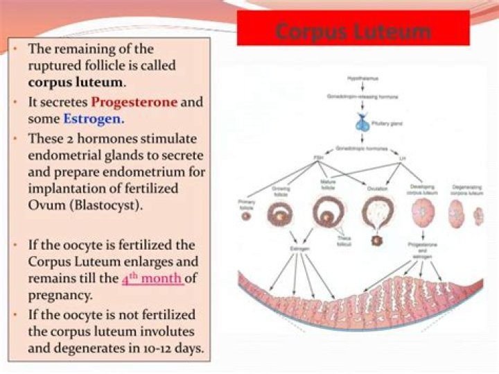 Does corpus luteum produce estrogen?