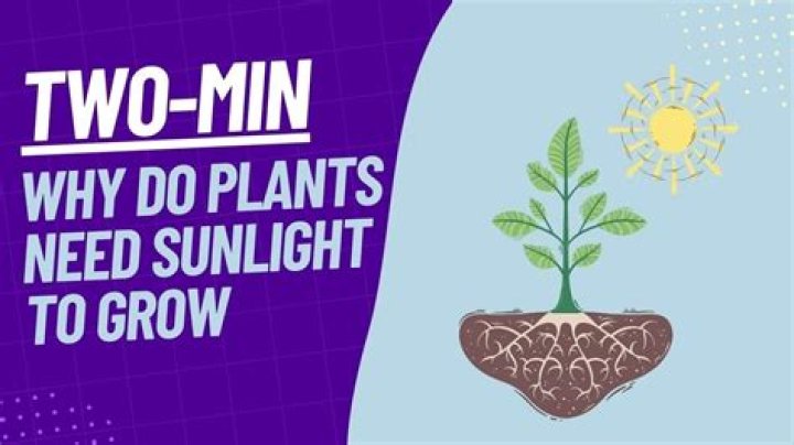 Does germination need sunlight?