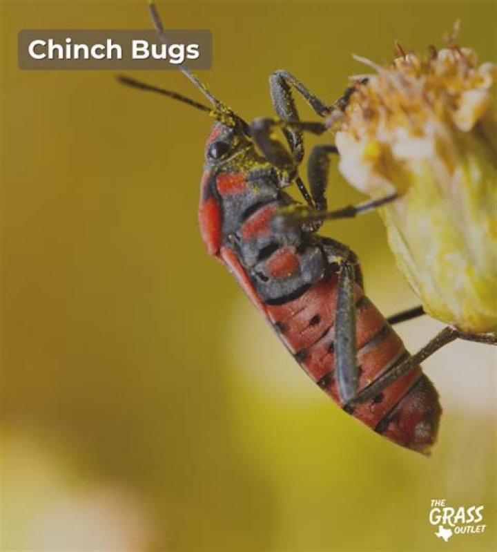 Does grubex kill chinch bugs?