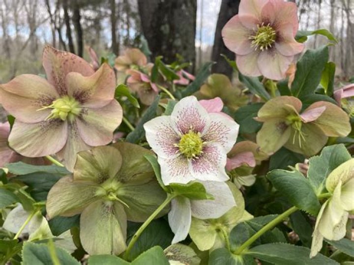 Does hellebore die in winter?