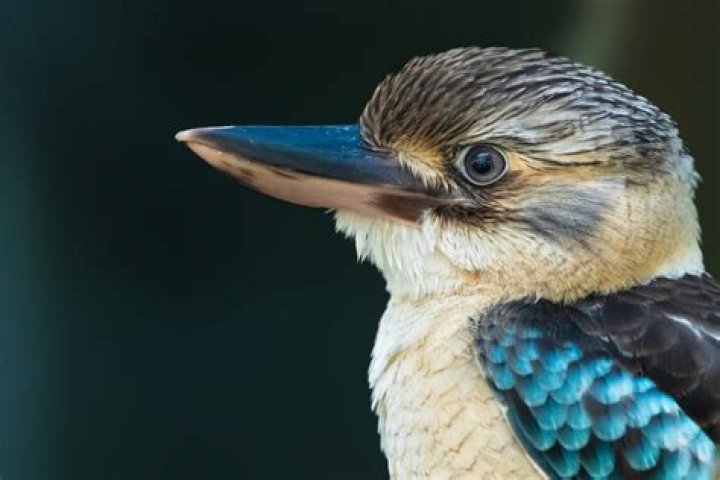 Does ohio have kingfishers?