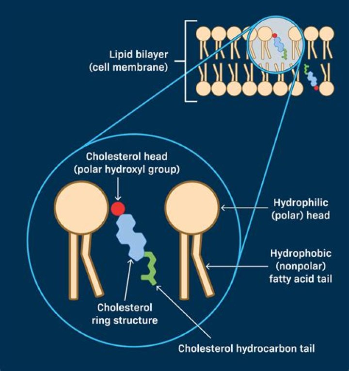 Does phospholipid contribute to microbial pathogenicity?