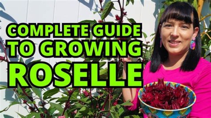 Does roselle grow in florida?