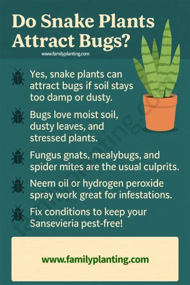 Does succulents attract bugs?