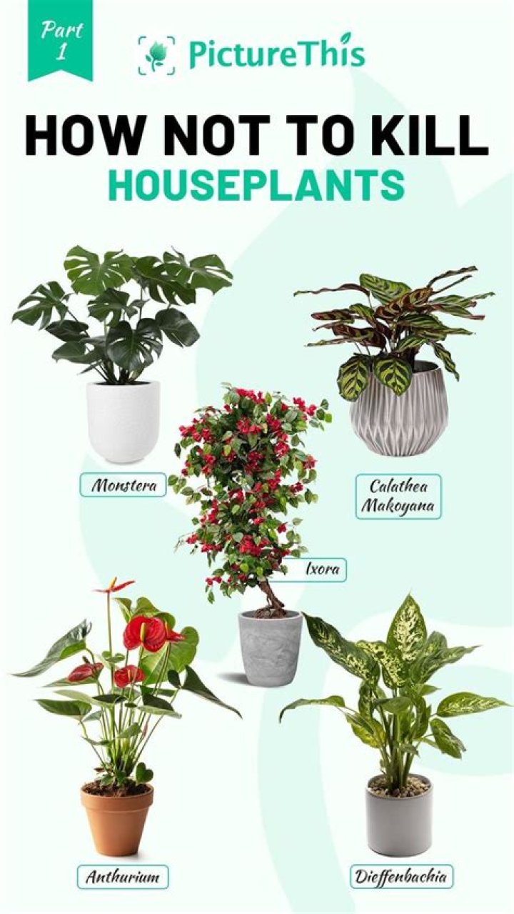 Does tap water kill houseplants?