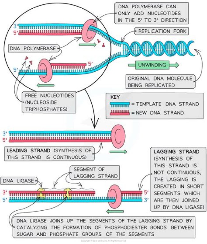 Does telomerase extend the template for the lagging strand?