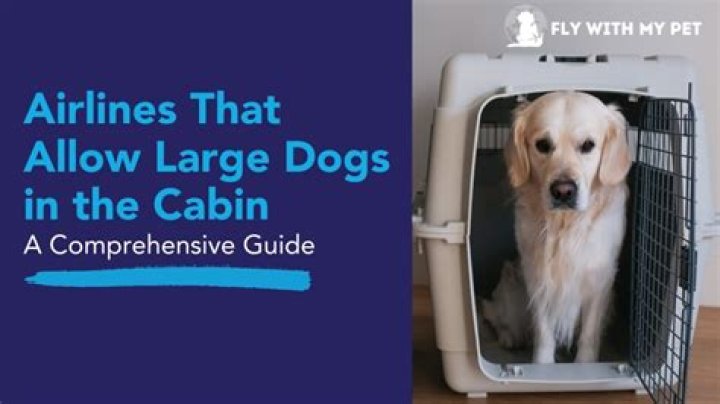 Does the beachcomber allow dogs?