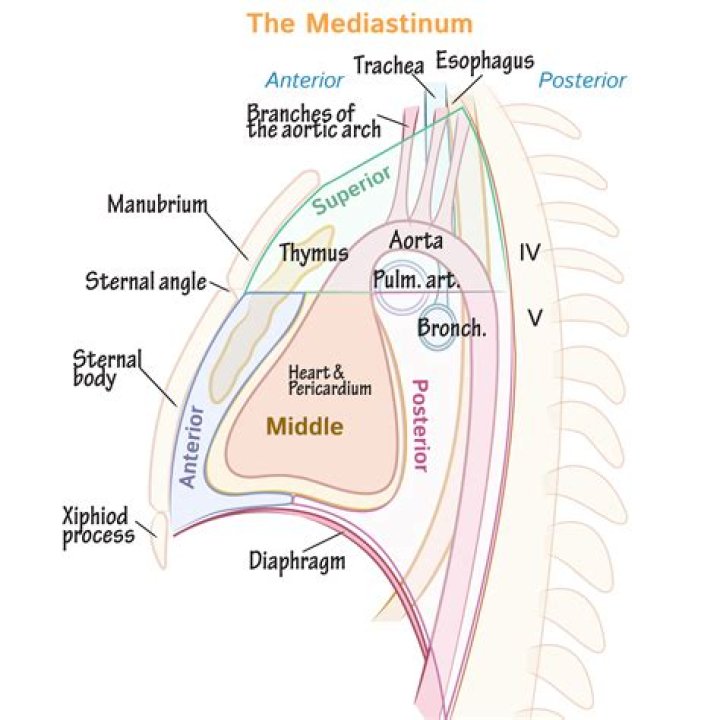 Does the heart reside in the superior mediastinum?