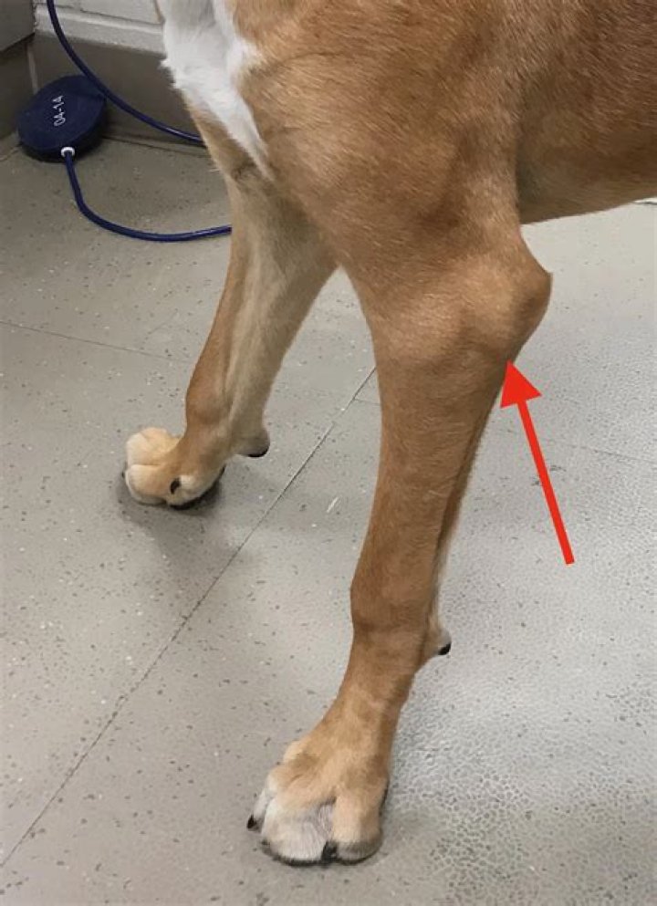 Dog limping go away?