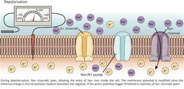 During depolarization what channels are open?
