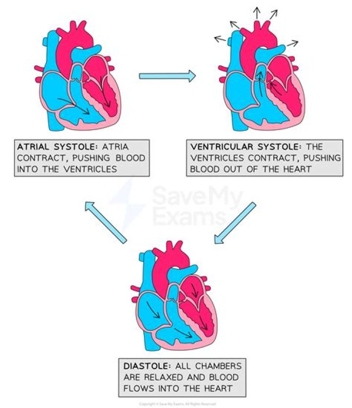 During ventricular systole the openings that are closed are?