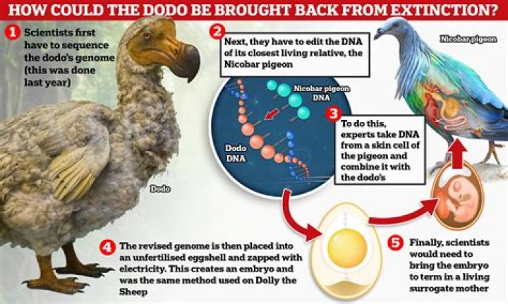 During which century did the dodo become extinct?