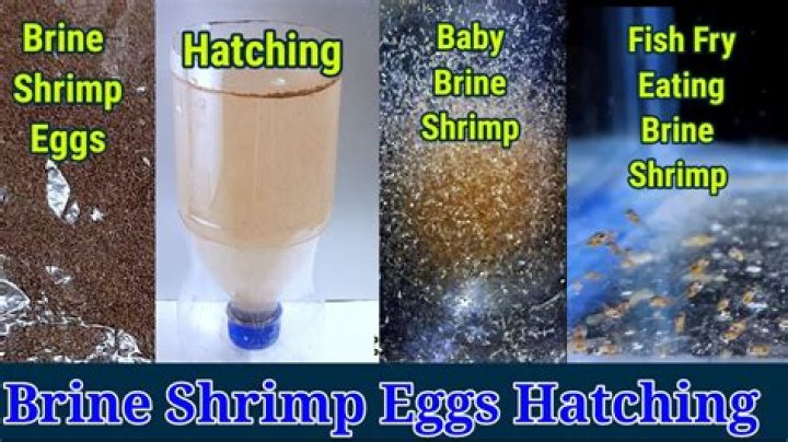For brine shrimp to hatch?