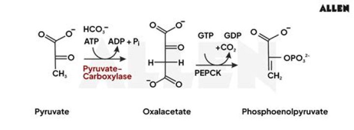 For the hydrolysis of phosphoenolpyruvate?