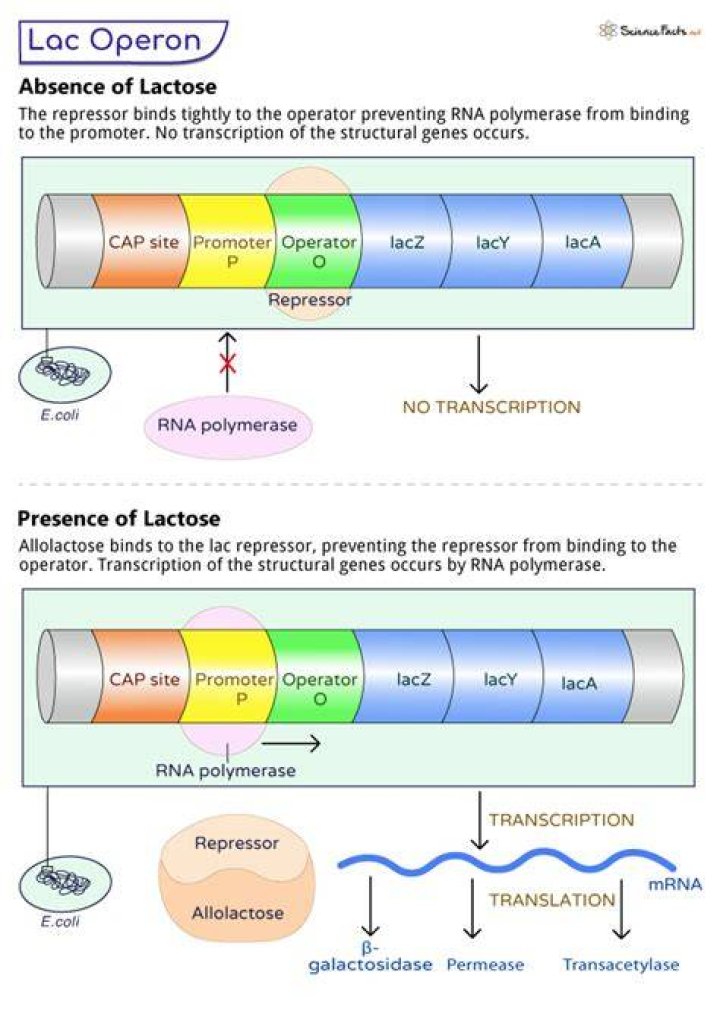 For the lactose operon lactose is a?