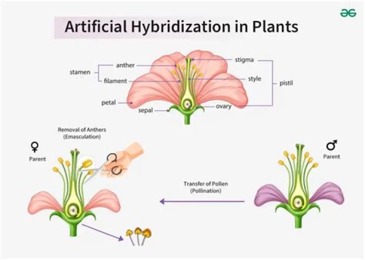 For the unisexual flowers what are the steps in artificial hybridisation?